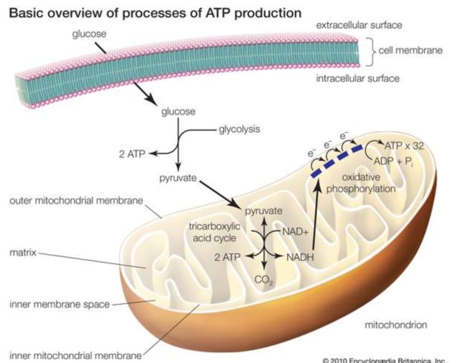 Процесс дыхания в митохондриях