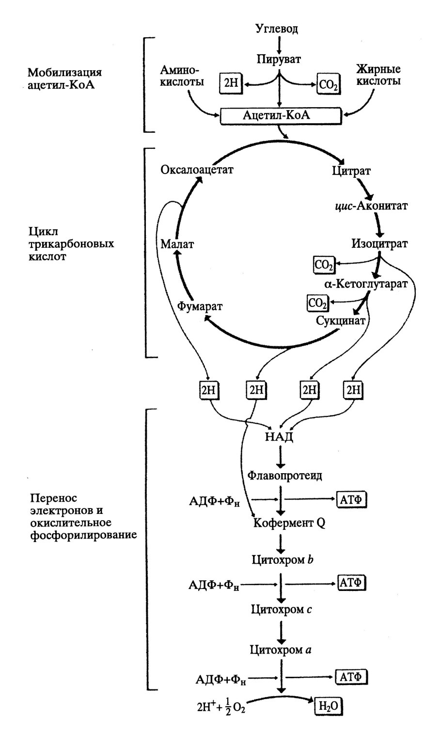 Гликолиз цикл Кребса дыхательная цепь