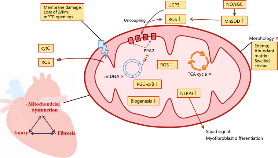 Mitochondria PTP dysfunction