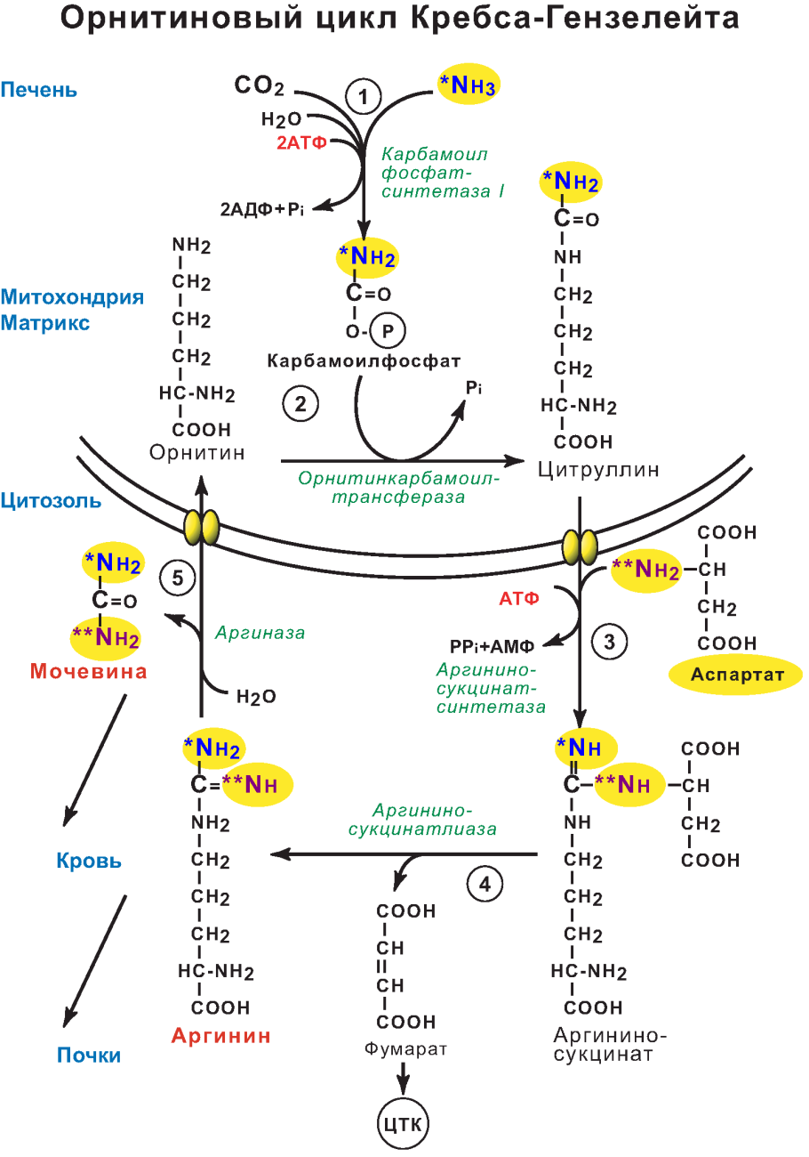 Орнитиновый цикл синтеза мочевины