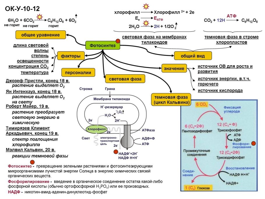 Фотосинтез схема ЕГЭ