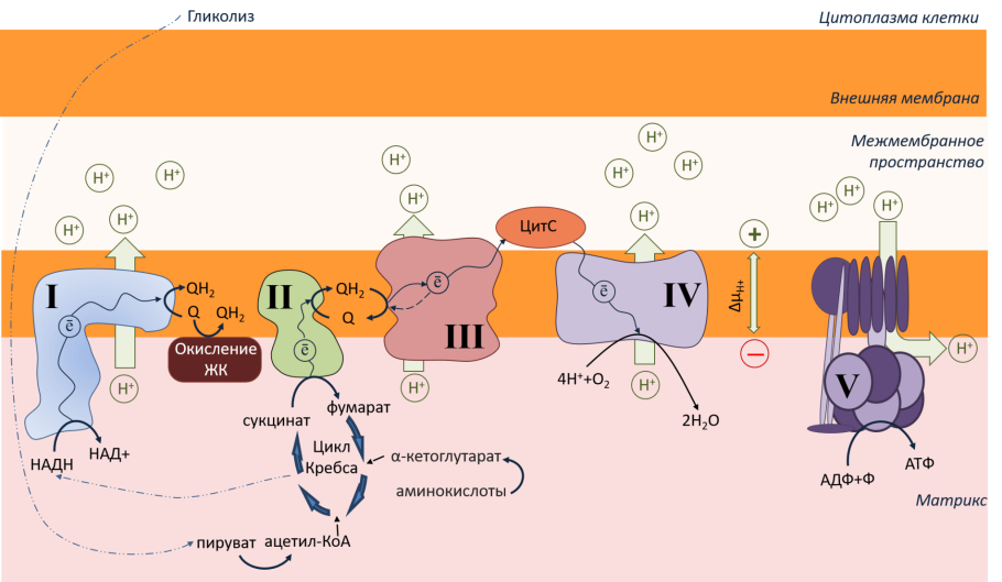 Межмембранное пространство митохондрий