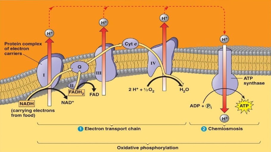 Electron transport Chain
