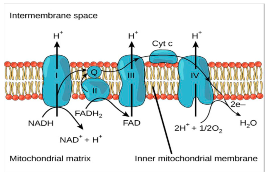 Complex 2 of Electron transport Chain