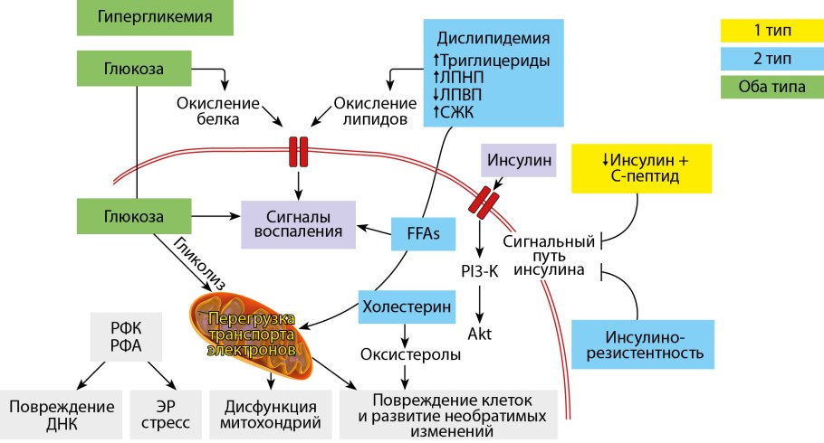 Механизм развития сахарного диабета 2 типа схема
