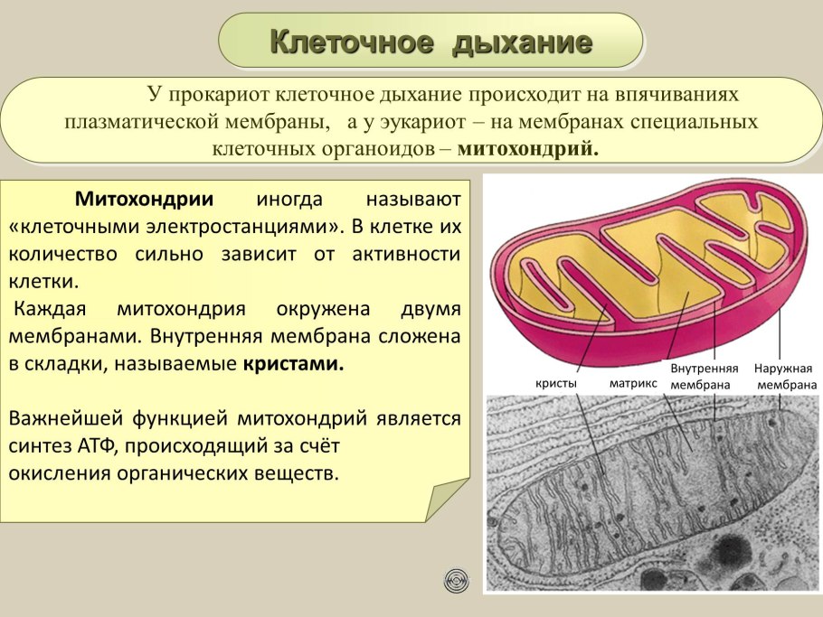 Митохондрии у прокариот