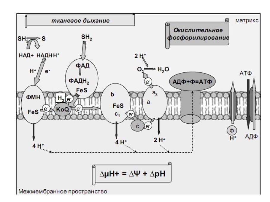 Цепь переноса электронов окислительное фосфорилирование