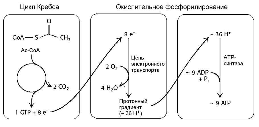 Цикл Кребса и окислительное фосфорилирование
