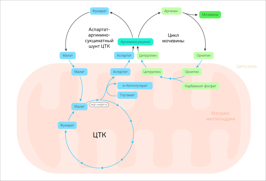 Цикл мочевины и ЦТК