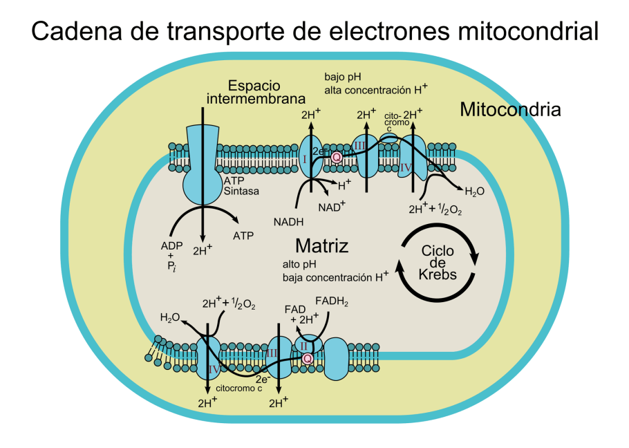 Mitochondrial Electron transport Chain