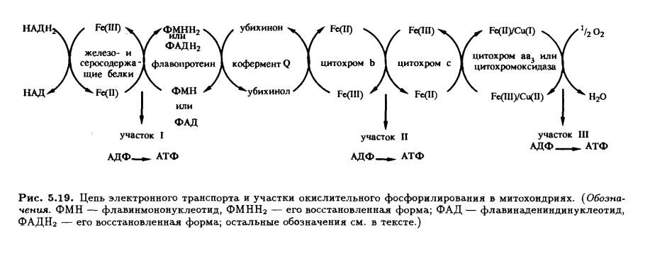 Схема дыхательной цепи митохондрий