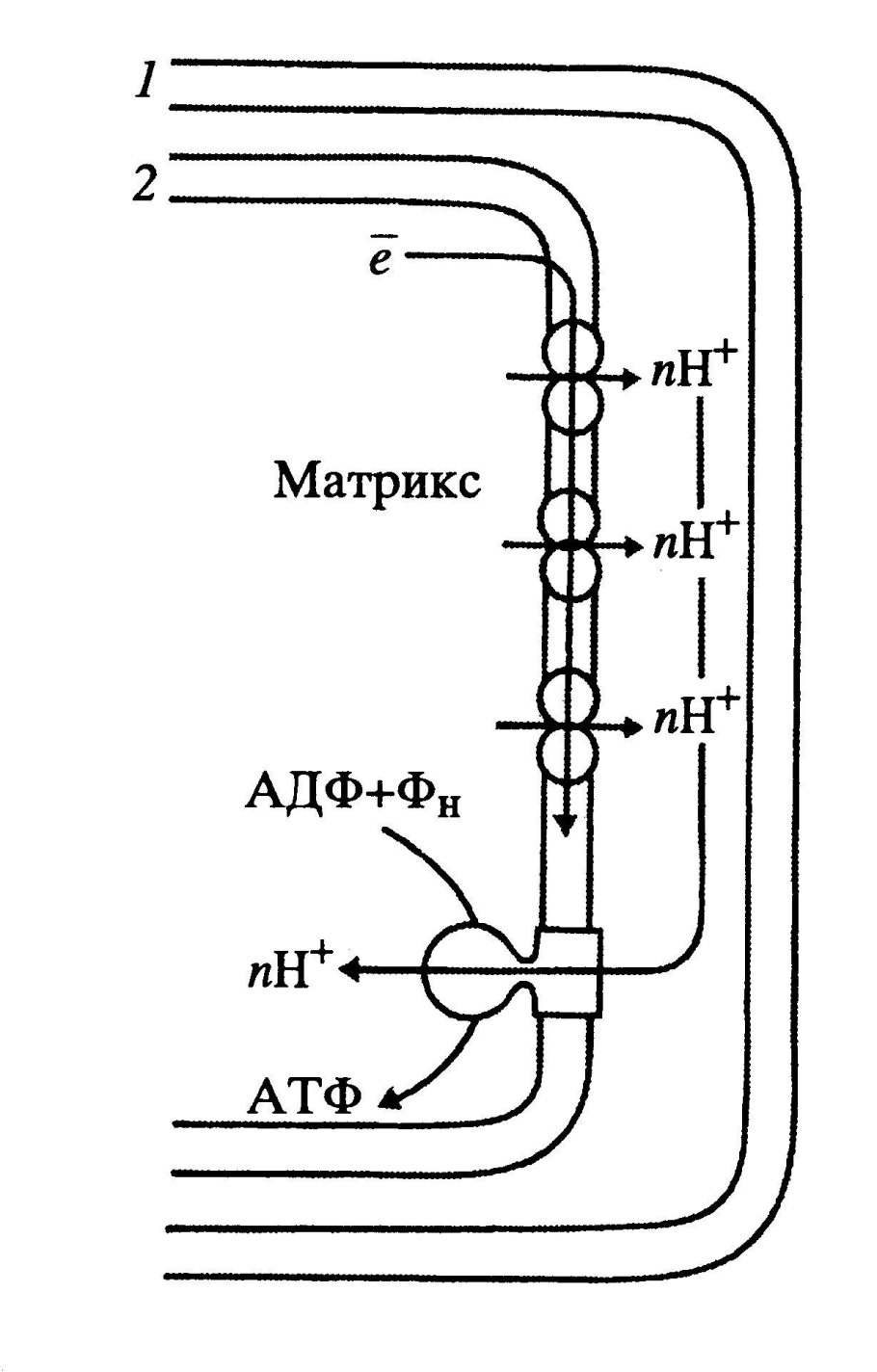 Энергия клетки