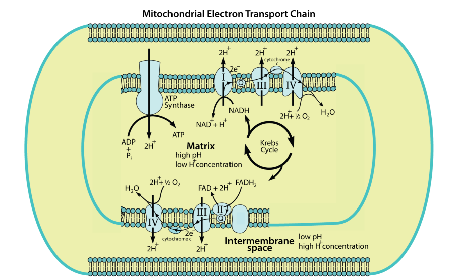 Дыхательная цепь переноса электронов