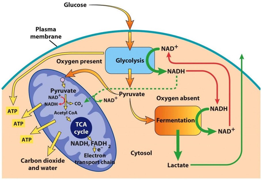 Аэробный процесс в митохондриях