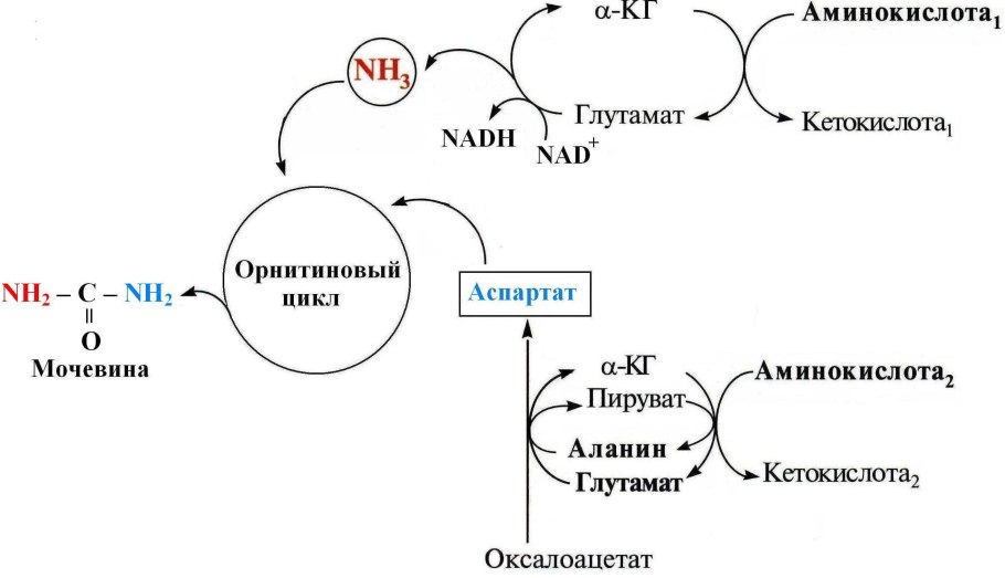 Схема синтеза мочевины орнитиновый цикл