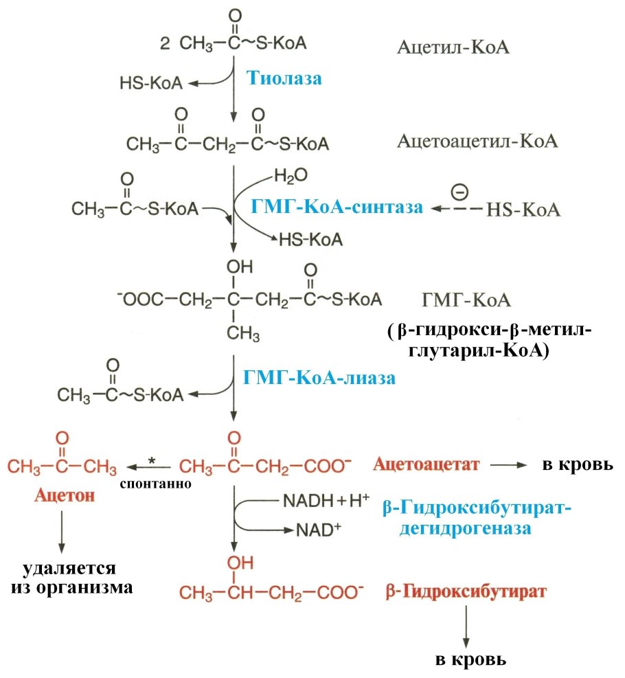 Синтез кетоновых тел из ацетил-КОА