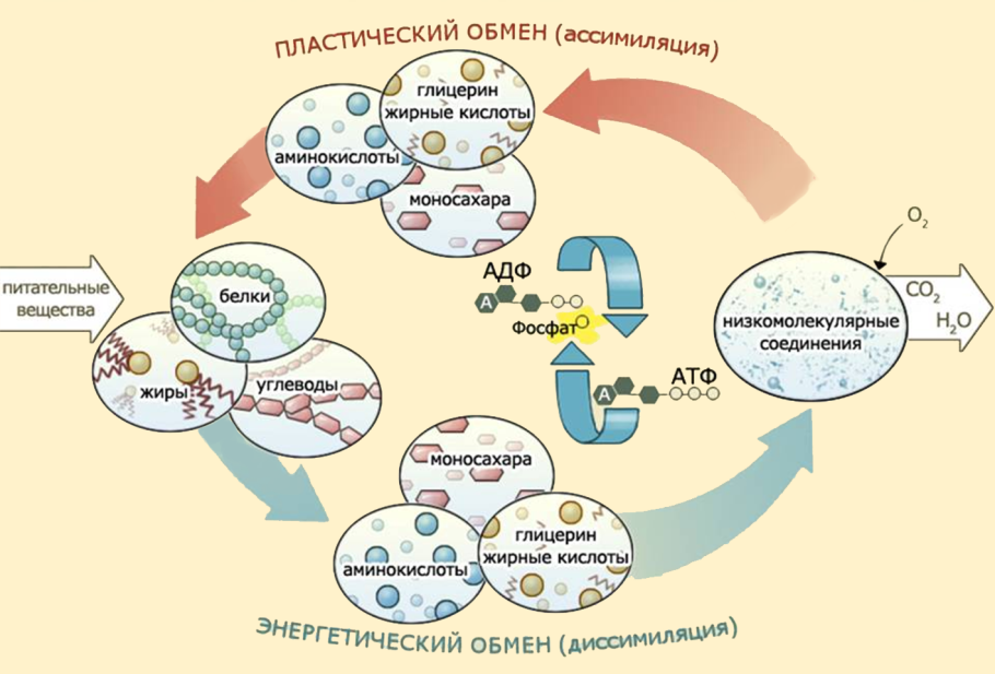 Схема обмена веществ в организме метаболизм