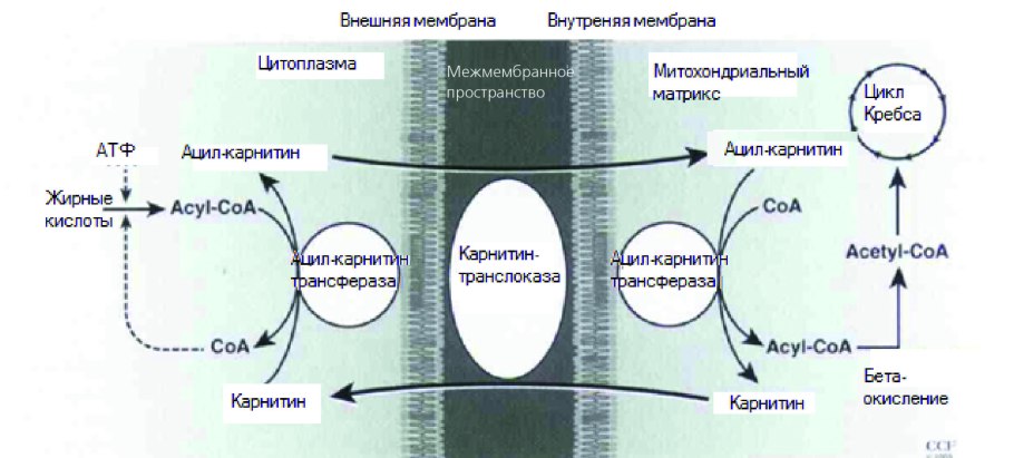 Схема транспорта жирных кислот в митохондрии l-карнитином