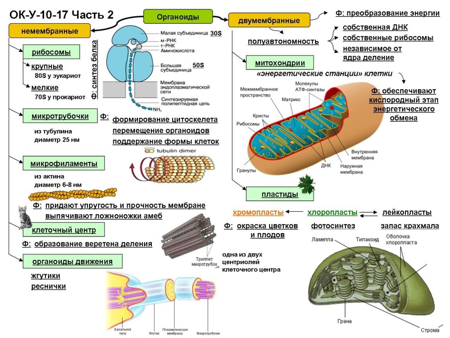 Схема органоиды и их функции и строение
