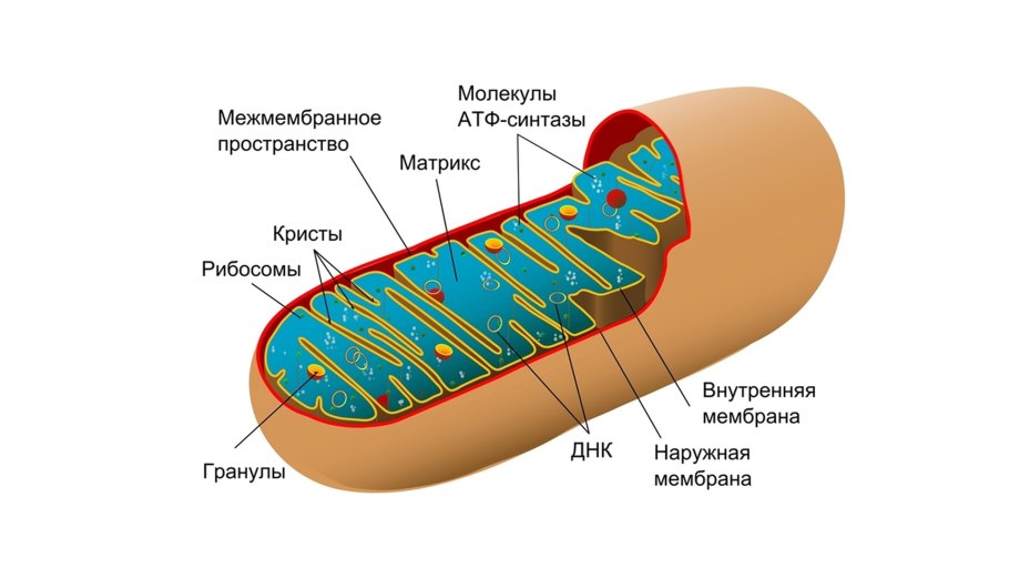 Митохондрии ботаника строение