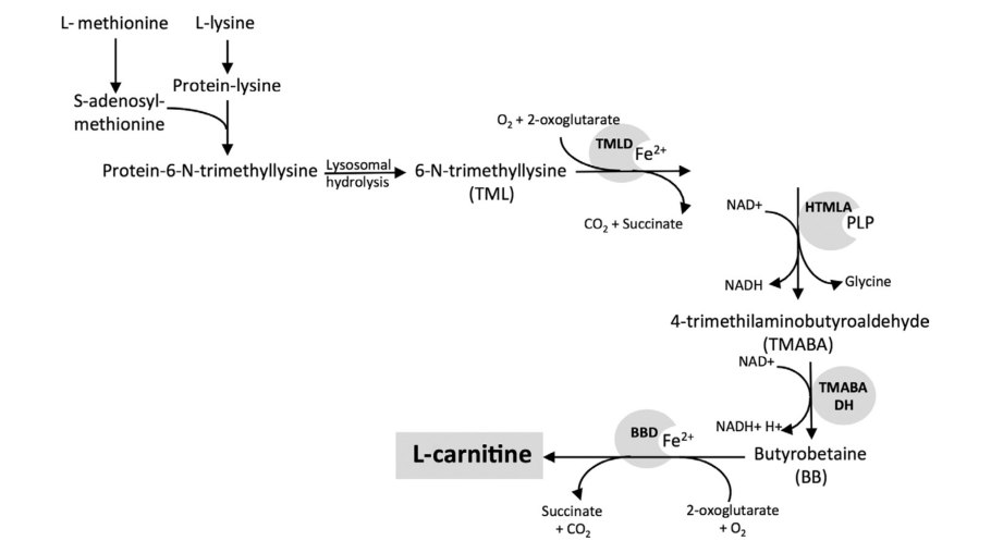 Левокарнитин Синтез