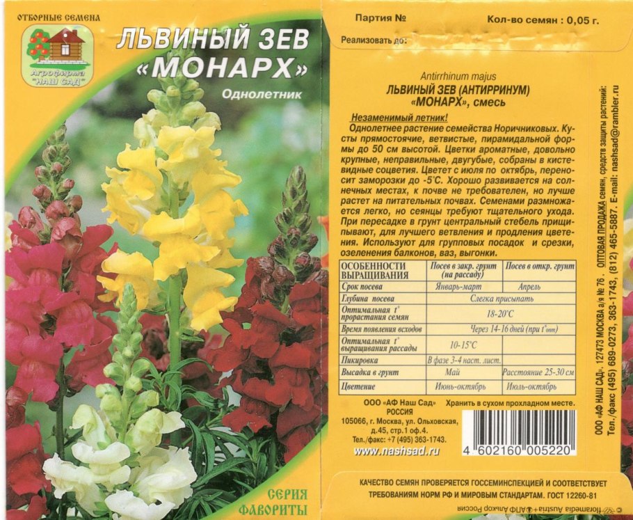 Антирринум львиный зев