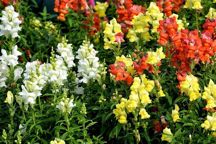 Antirrhinum majus