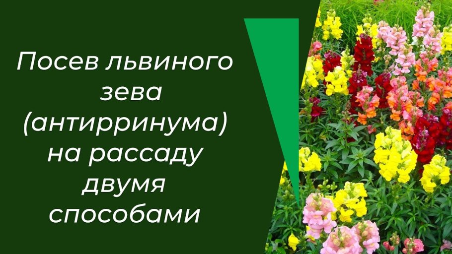 Львиный зев Антирринум большой