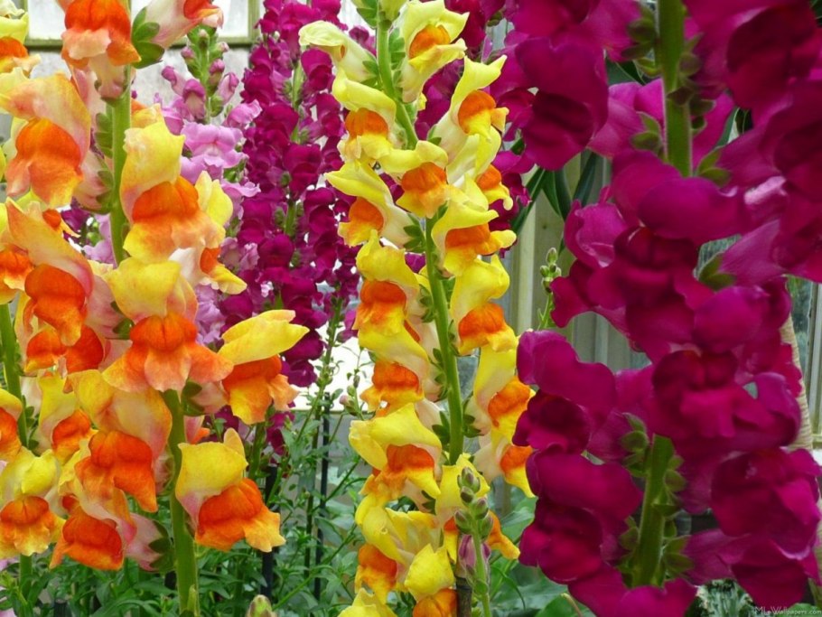 Antirrhinum majus