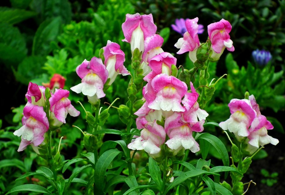 Антирринум / Antirrhinum