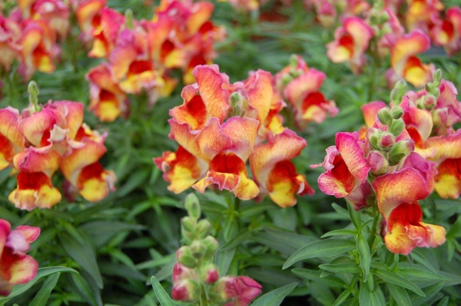 Семянка львиного зева (Antirrhinum)