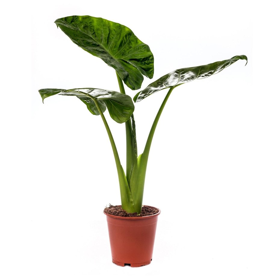 Alocasia Zebrina