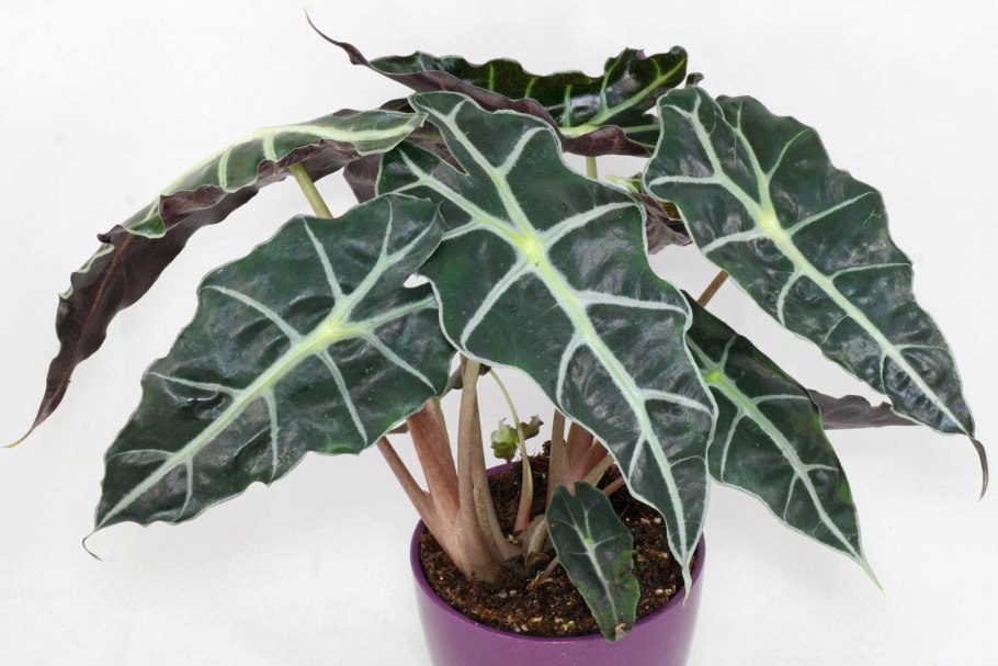 Алоказия зебрина Alocasia Zebrina