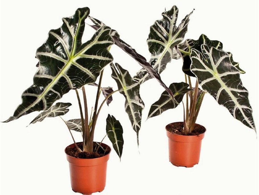Алоказия зебрина Alocasia Zebrina