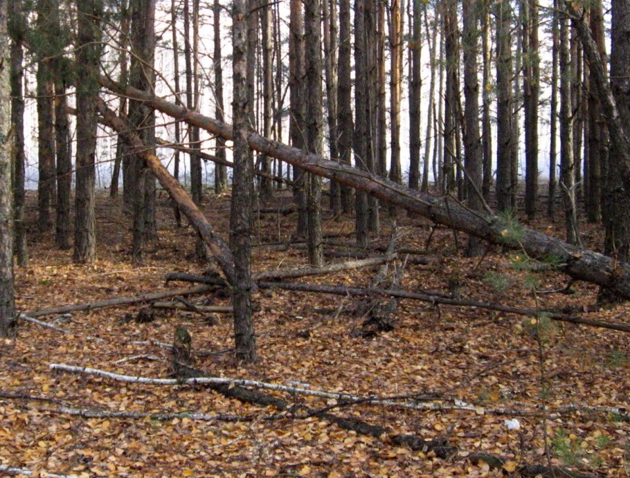Тайга бурелом, валежник