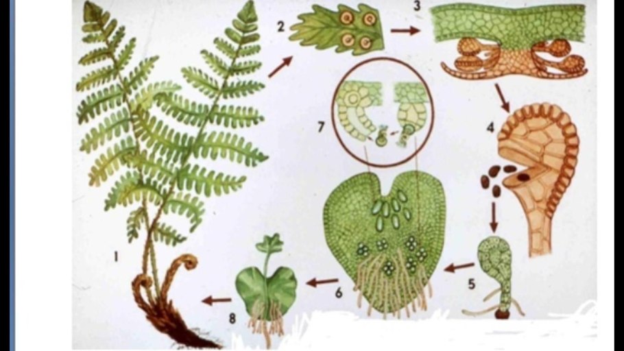 Цикл мха сфагнума