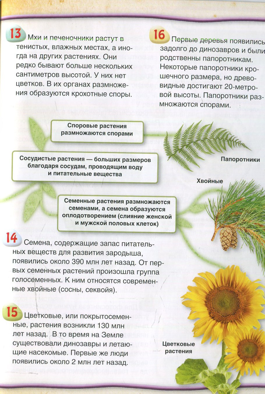 Стробил хвоща