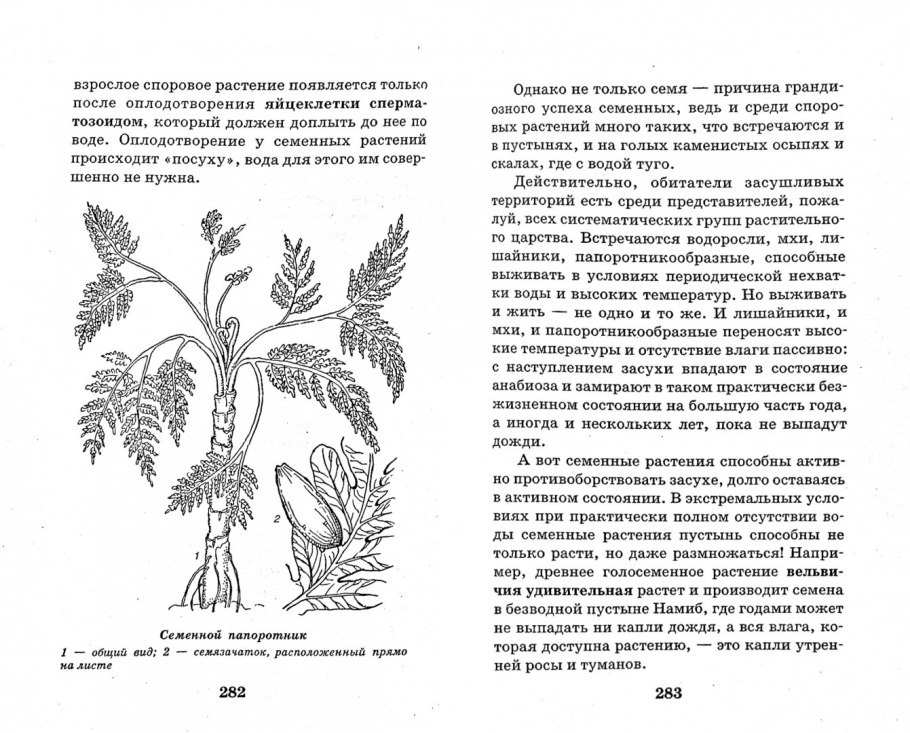 Древние Папоротникообразные растения