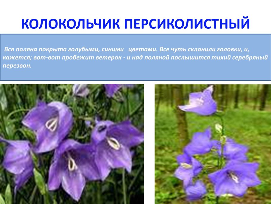 Растения красной книги колокольчик персиколистный