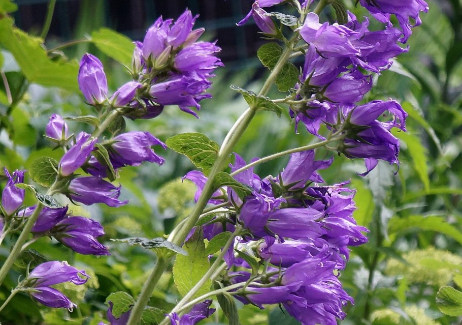 Campanula trachelium