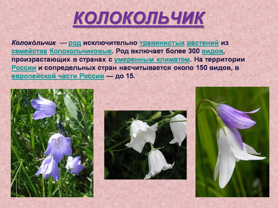 Колокольчик Кампанула
