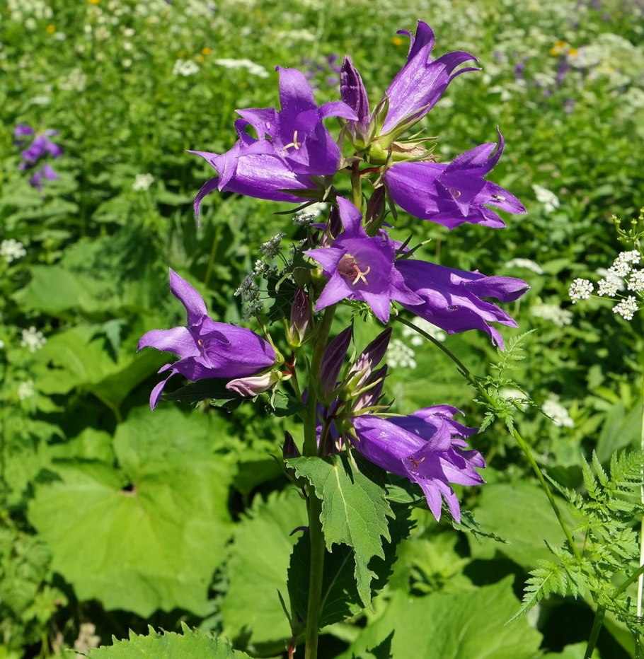 Колокольчик широколистный (Campanula latifolia)