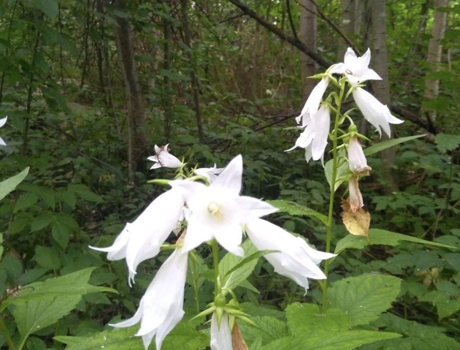 Колокольчик крапиволистный Campanula trachelium