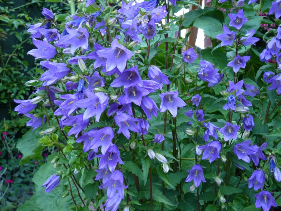 Колокольчик Campanula Bernice