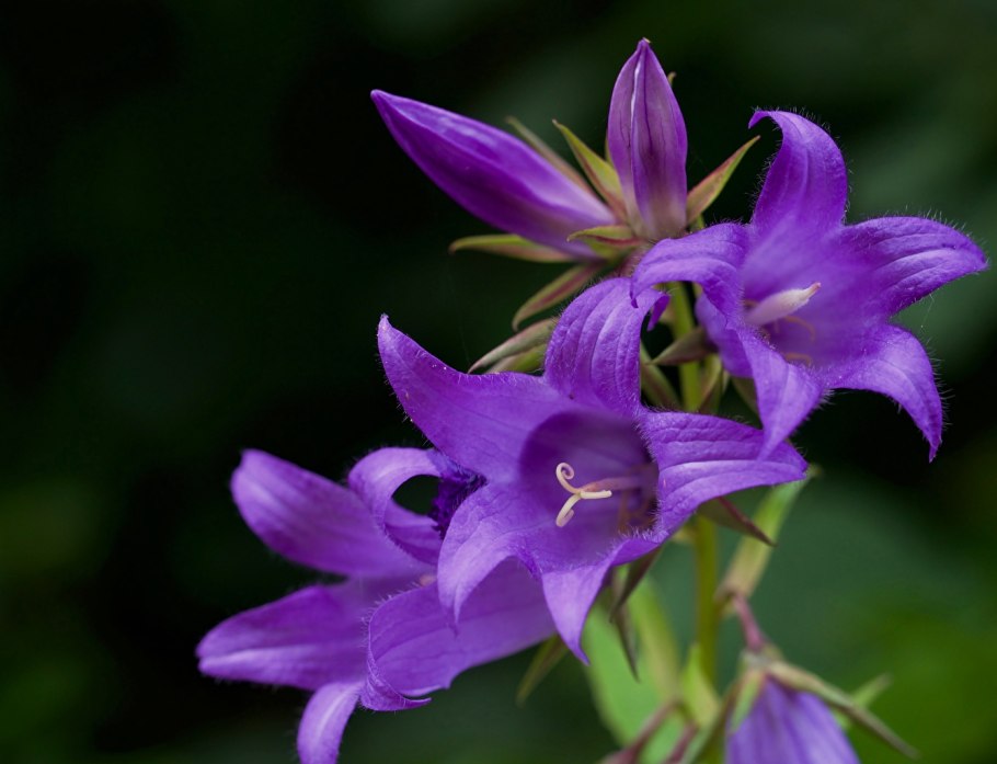 Колокольчик Campanula glomerata