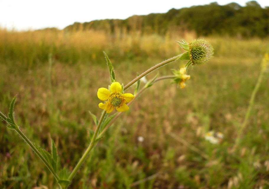 Geum - гравилат полевой