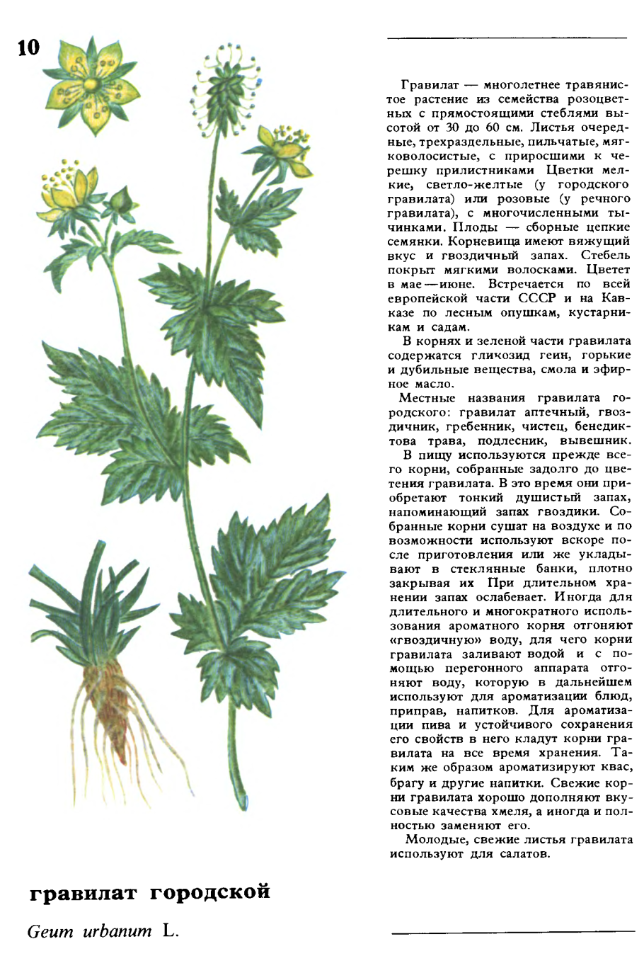 Гравилат Луговой