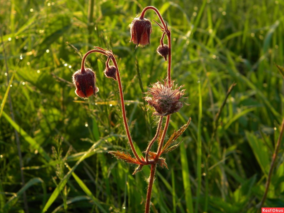 Гравилат Речной – Geum Rivale