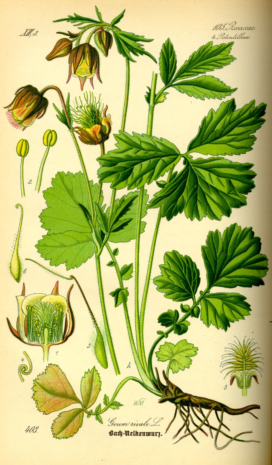 Гравилат Речной – Geum Rivale