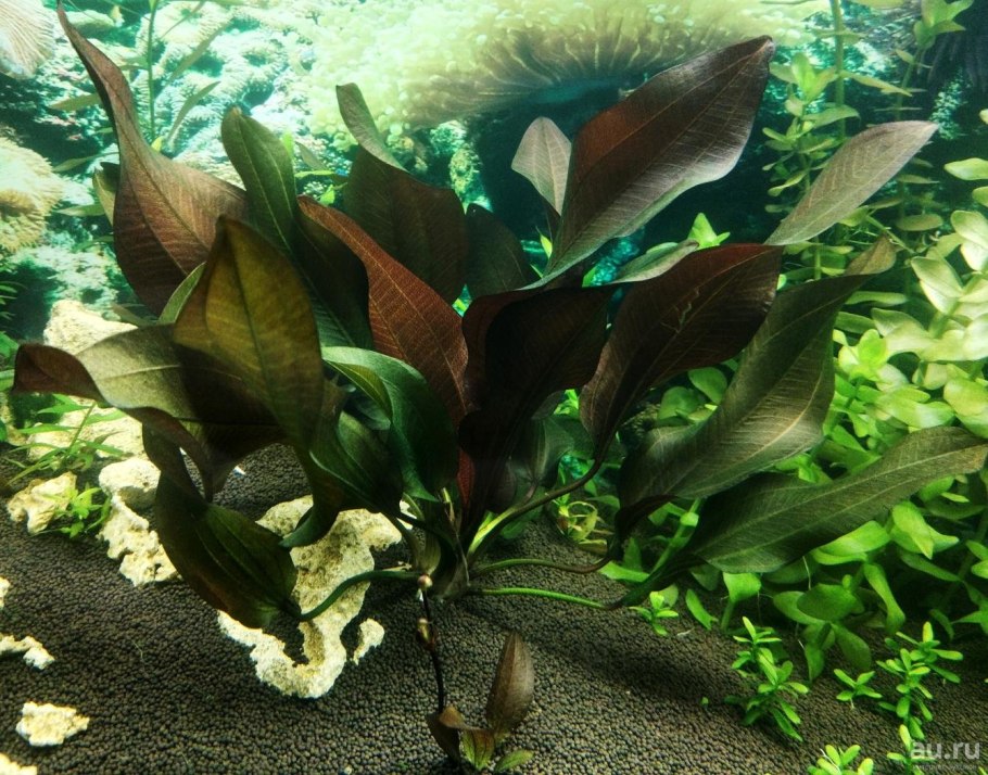 Криптокорина понтедериеволистная